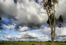 退赛后也要罚!泰山队被亚足联罚款6000美元.